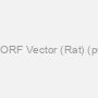 Cdt1 ORF Vector (Rat) (pORF)